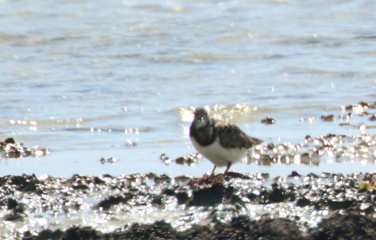 Ruddy Turnstone - ML609301598