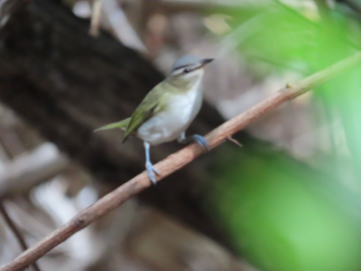 rødøyevireo/brunøyevireo - ML609301607