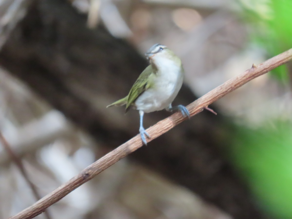 rødøyevireo/brunøyevireo - ML609301608