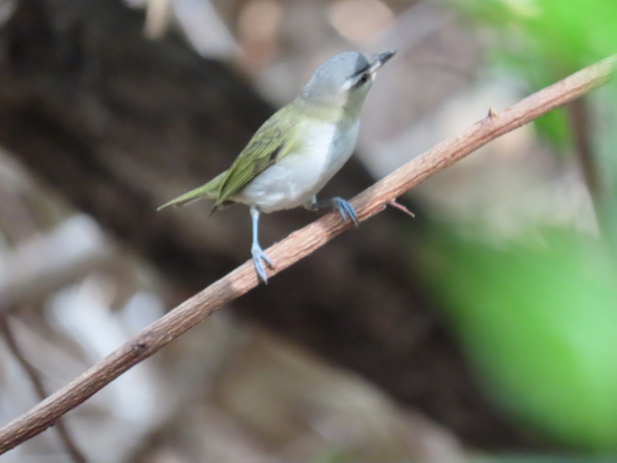 rødøyevireo/brunøyevireo - ML609301609