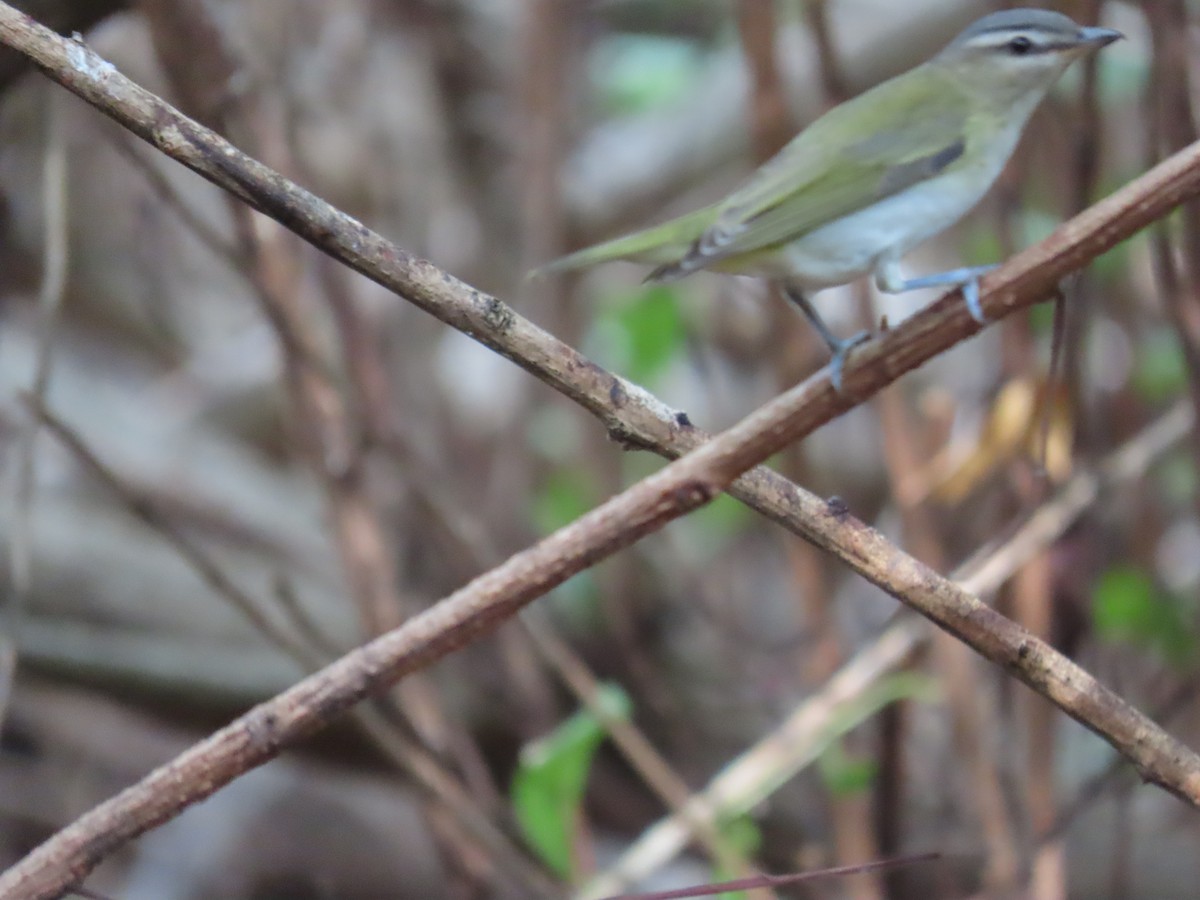 rødøyevireo/brunøyevireo - ML609301610