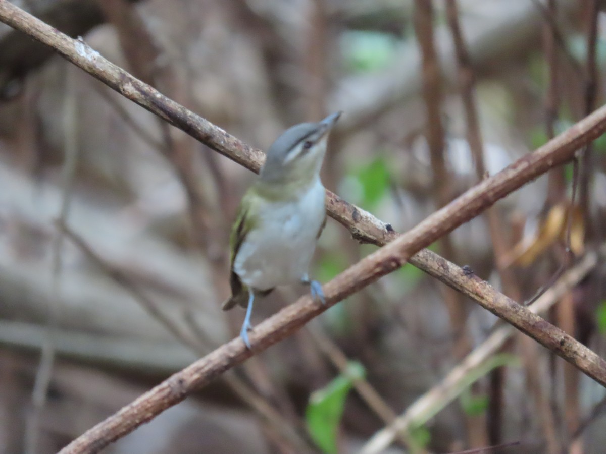 rødøyevireo/brunøyevireo - ML609301611