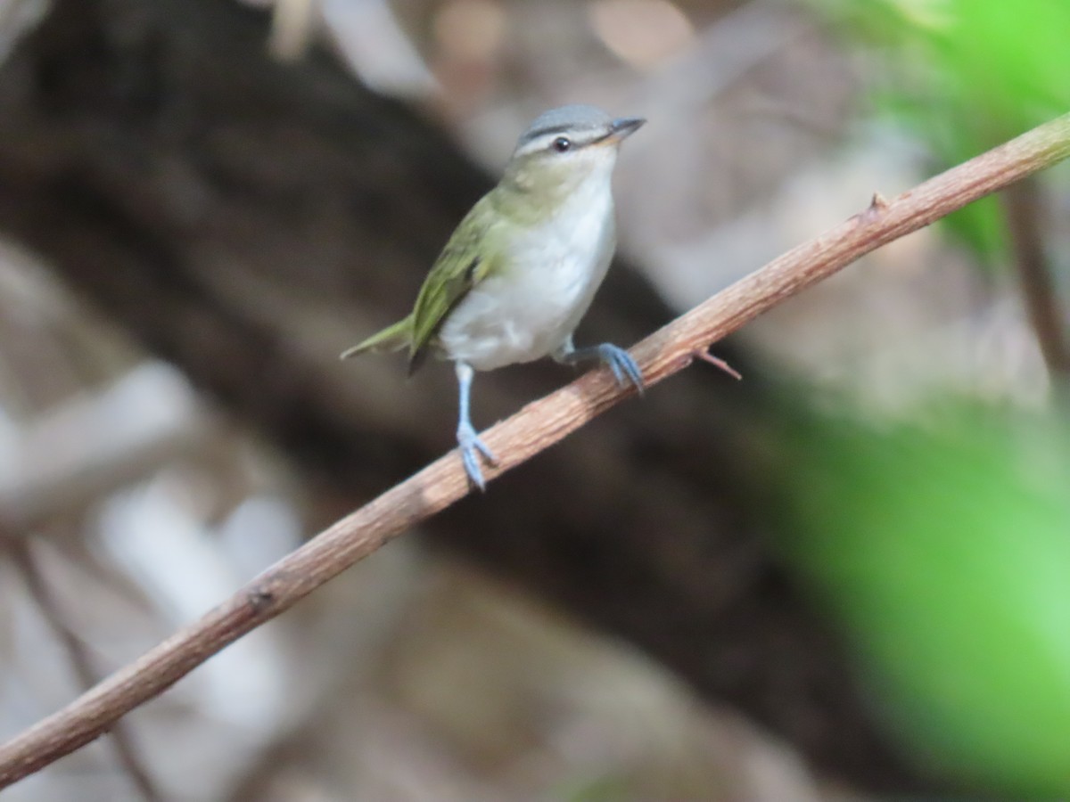 rødøyevireo/brunøyevireo - ML609301612