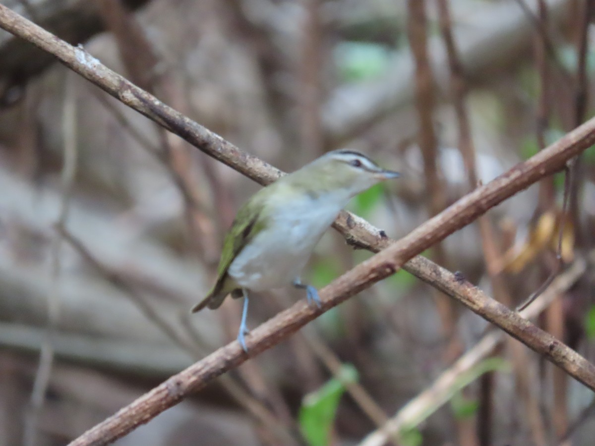 rødøyevireo/brunøyevireo - ML609301613