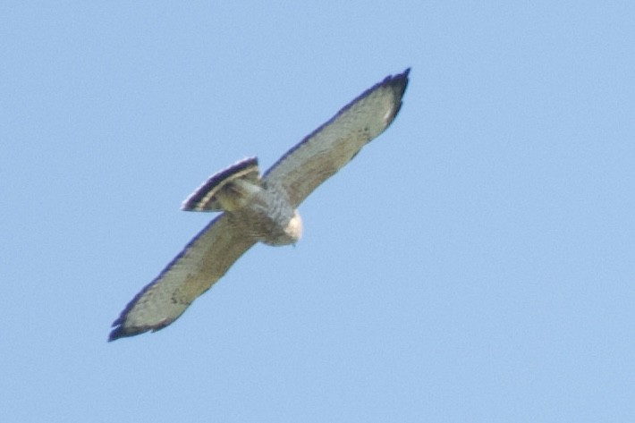 Broad-winged Hawk - ML609301642