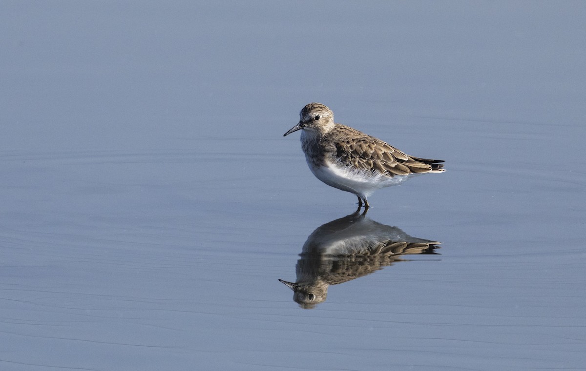 Least Sandpiper - ML609301759