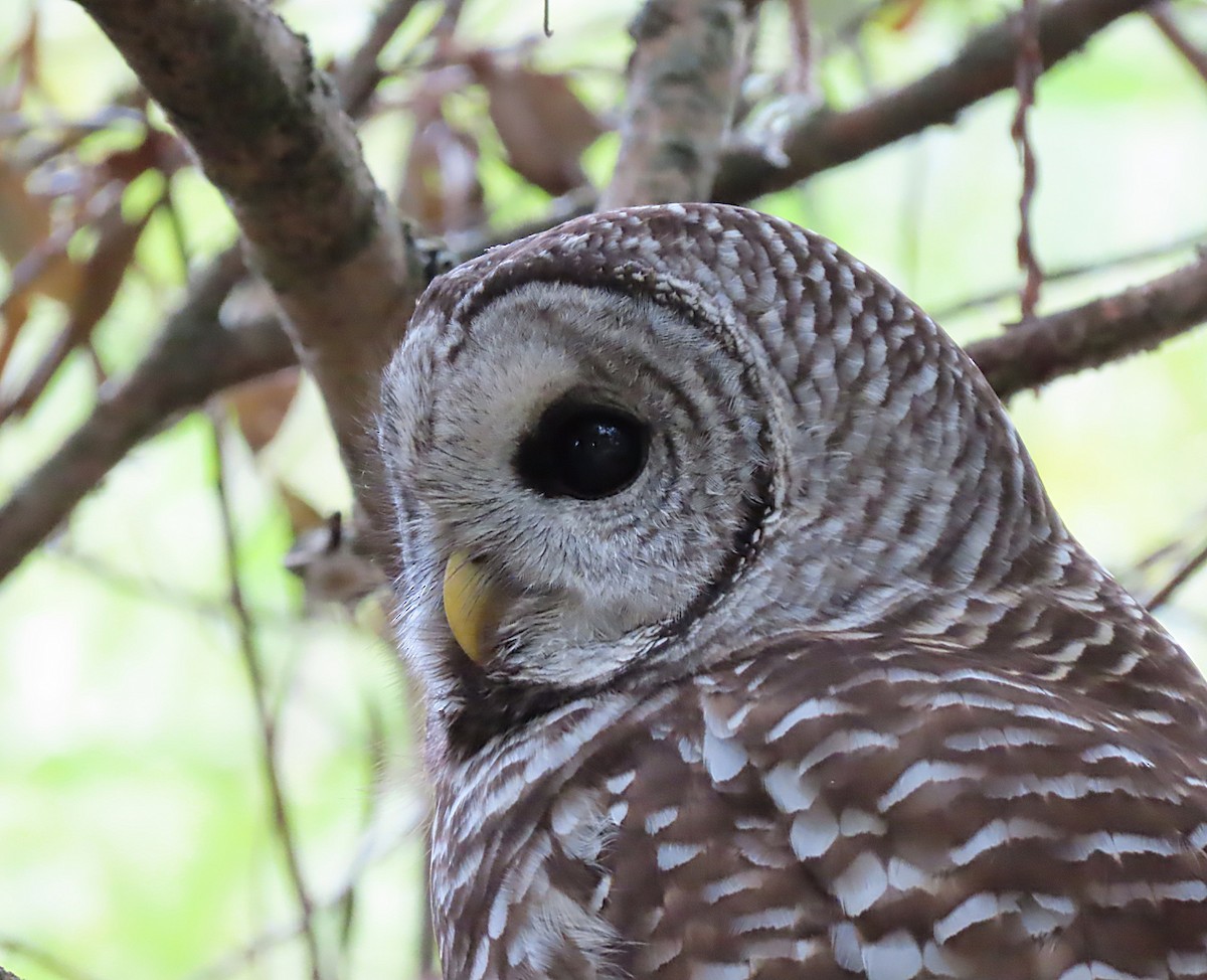 Barred Owl - ML609301764