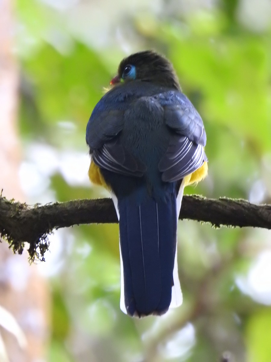 trogon sumaterský - ML609301800