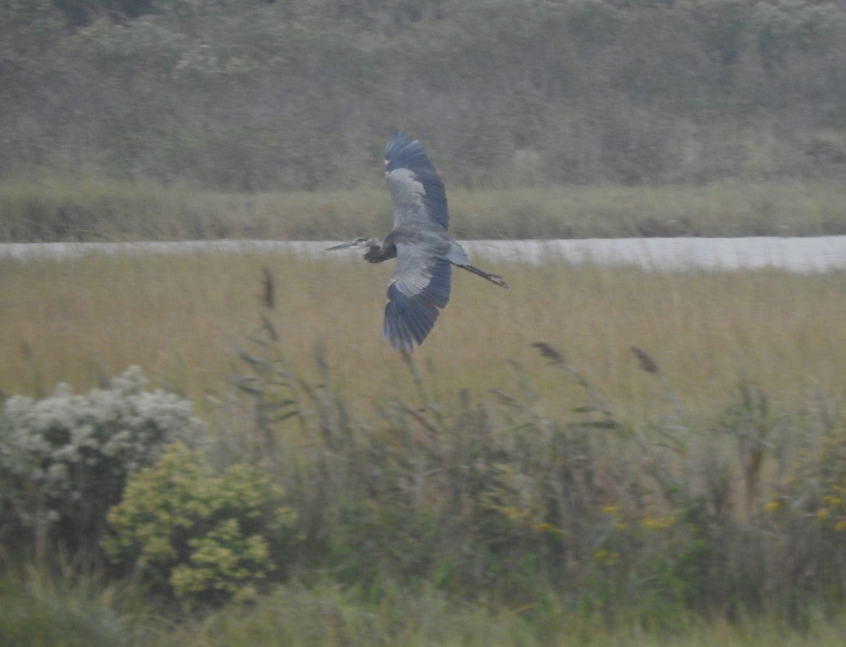 Great Blue Heron - ML609301854