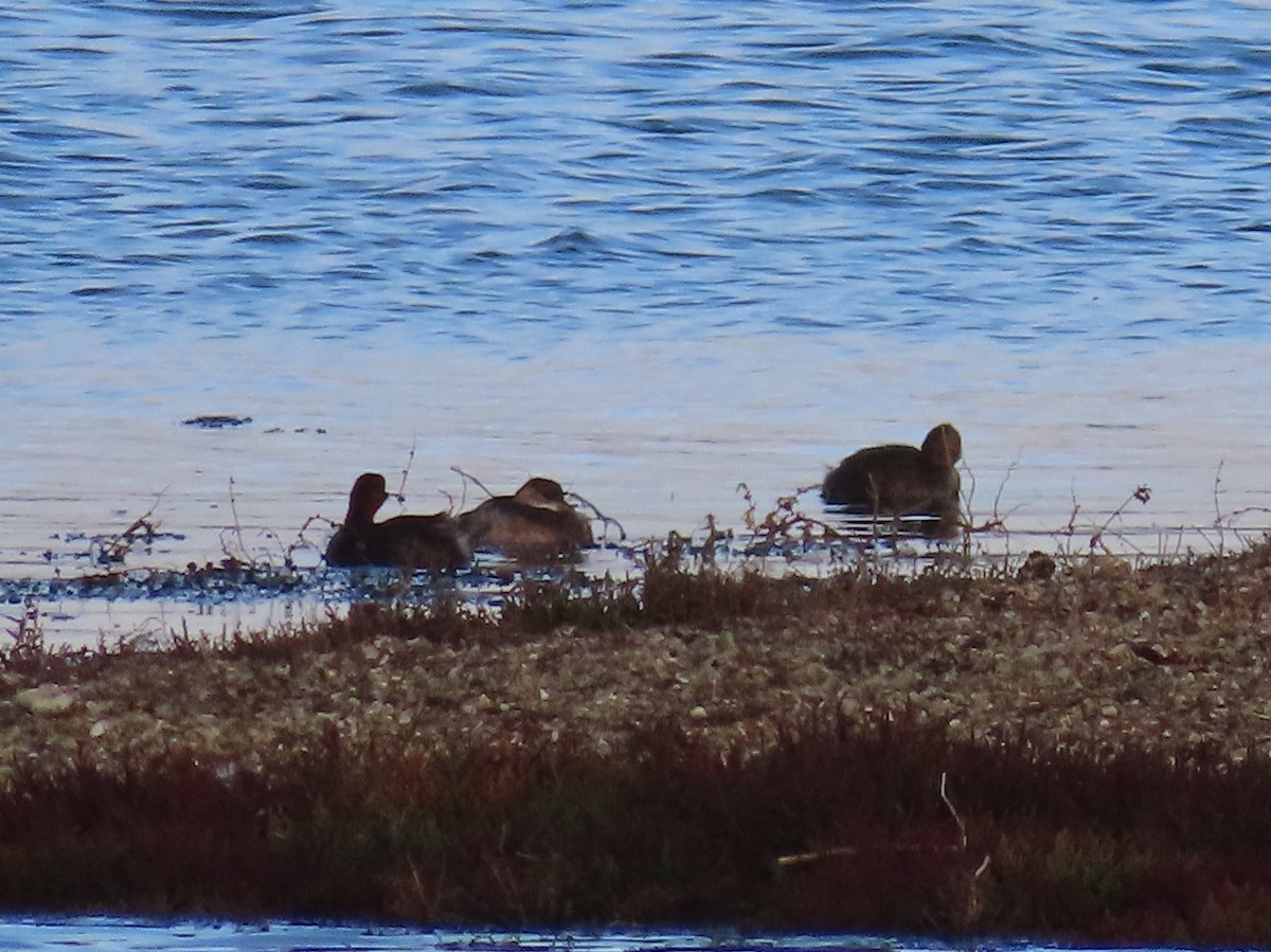 Little Grebe - ML609301861