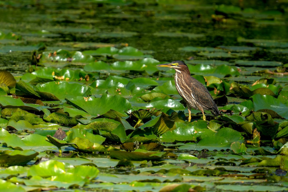 Green Heron - ML609301880