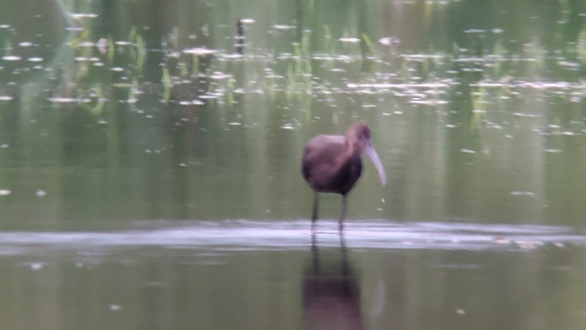 eBird Checklist - 26 Sep 2023 - 180th St. Marsh (Marshall's Marsh) - 12 ...