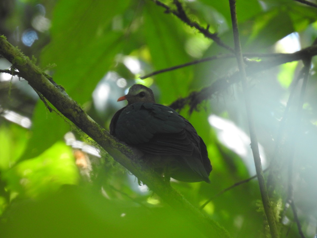 翠翼鳩 - ML609301984