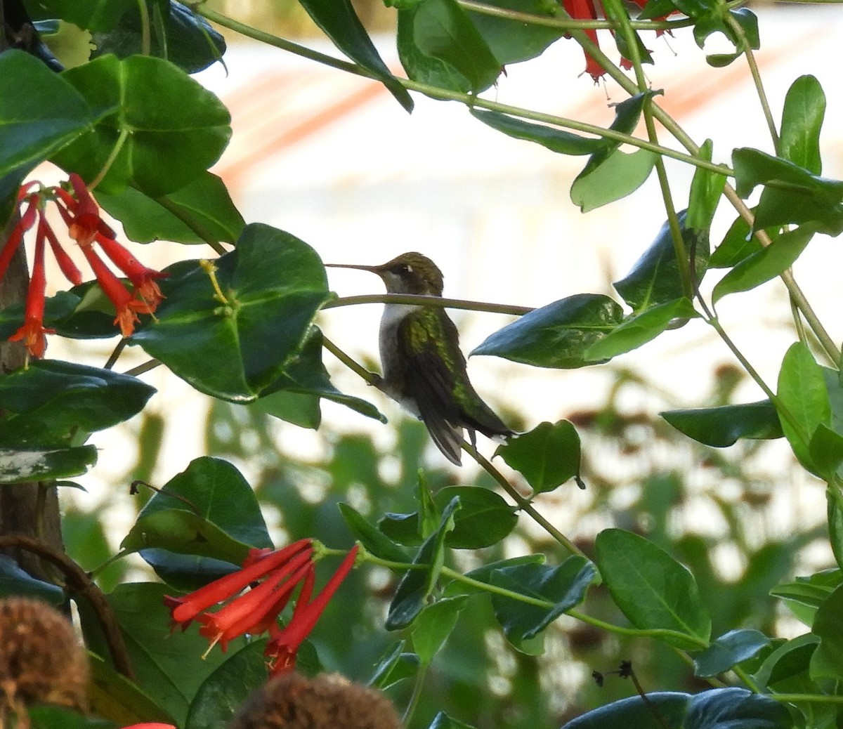 Ruby-throated Hummingbird - Kathleen Spicer