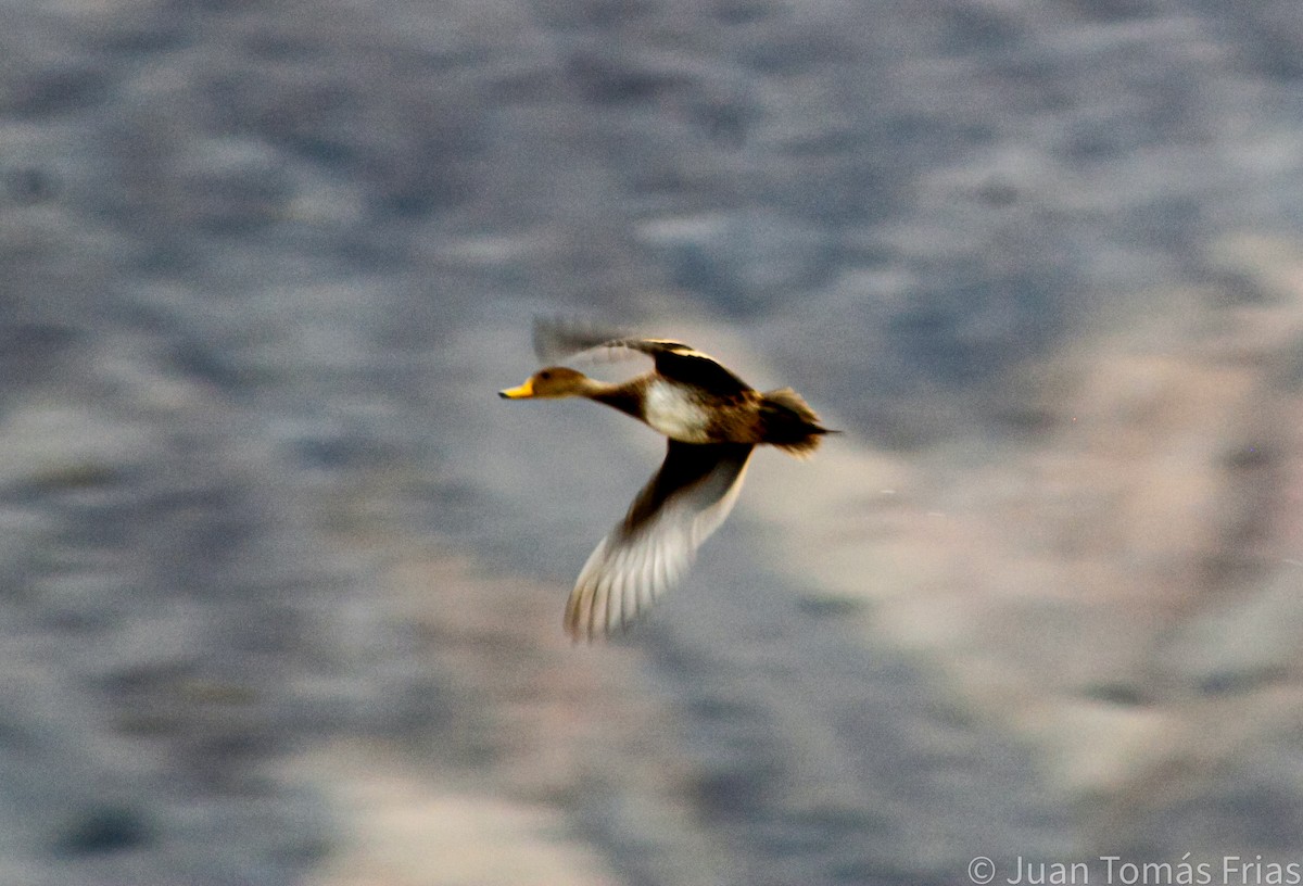 Yellow-billed Pintail - ML609302143