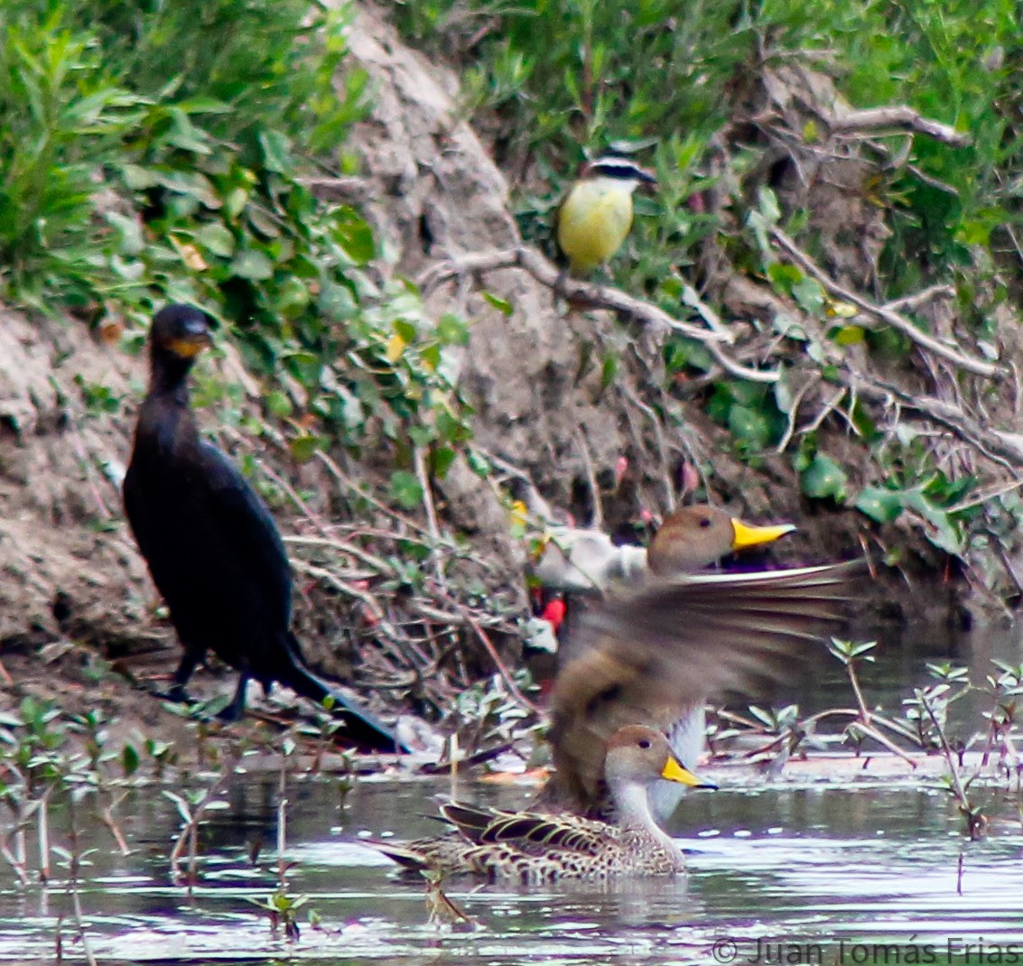 Neotropic Cormorant - ML609302163