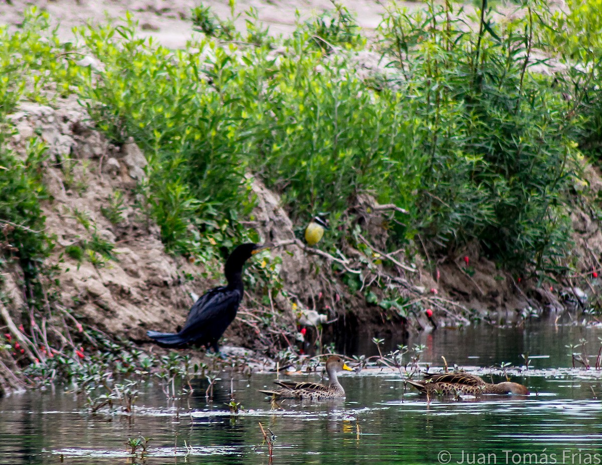 Neotropic Cormorant - ML609302166