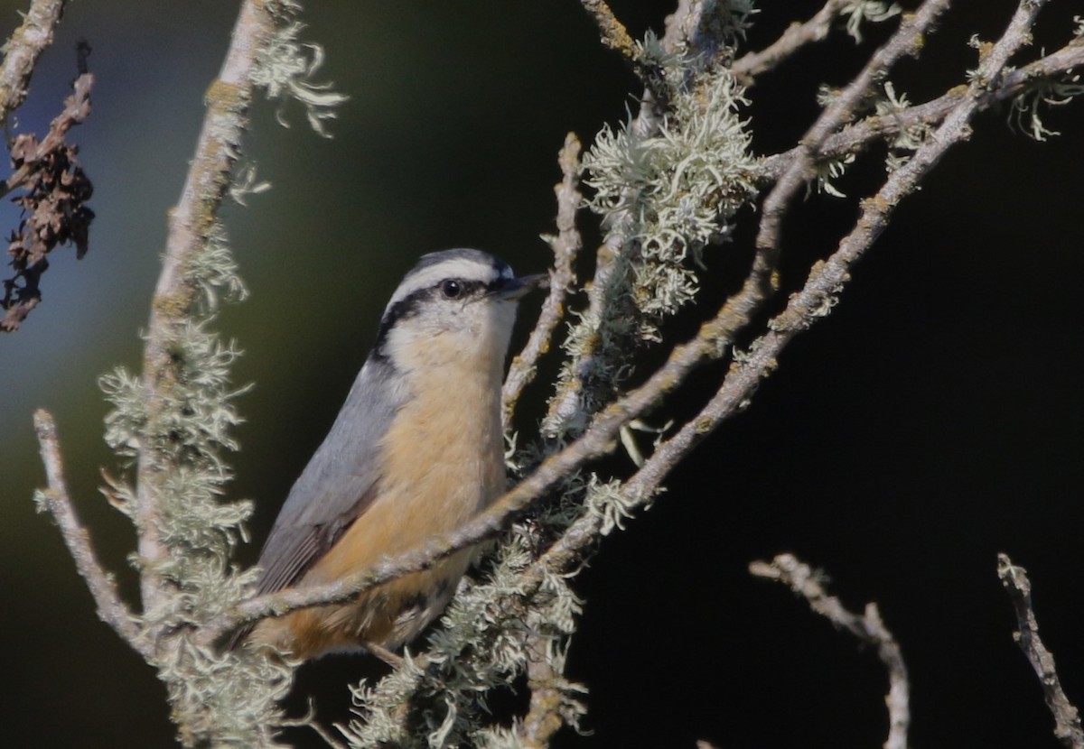 Red-breasted Nuthatch - Ann Vaughan