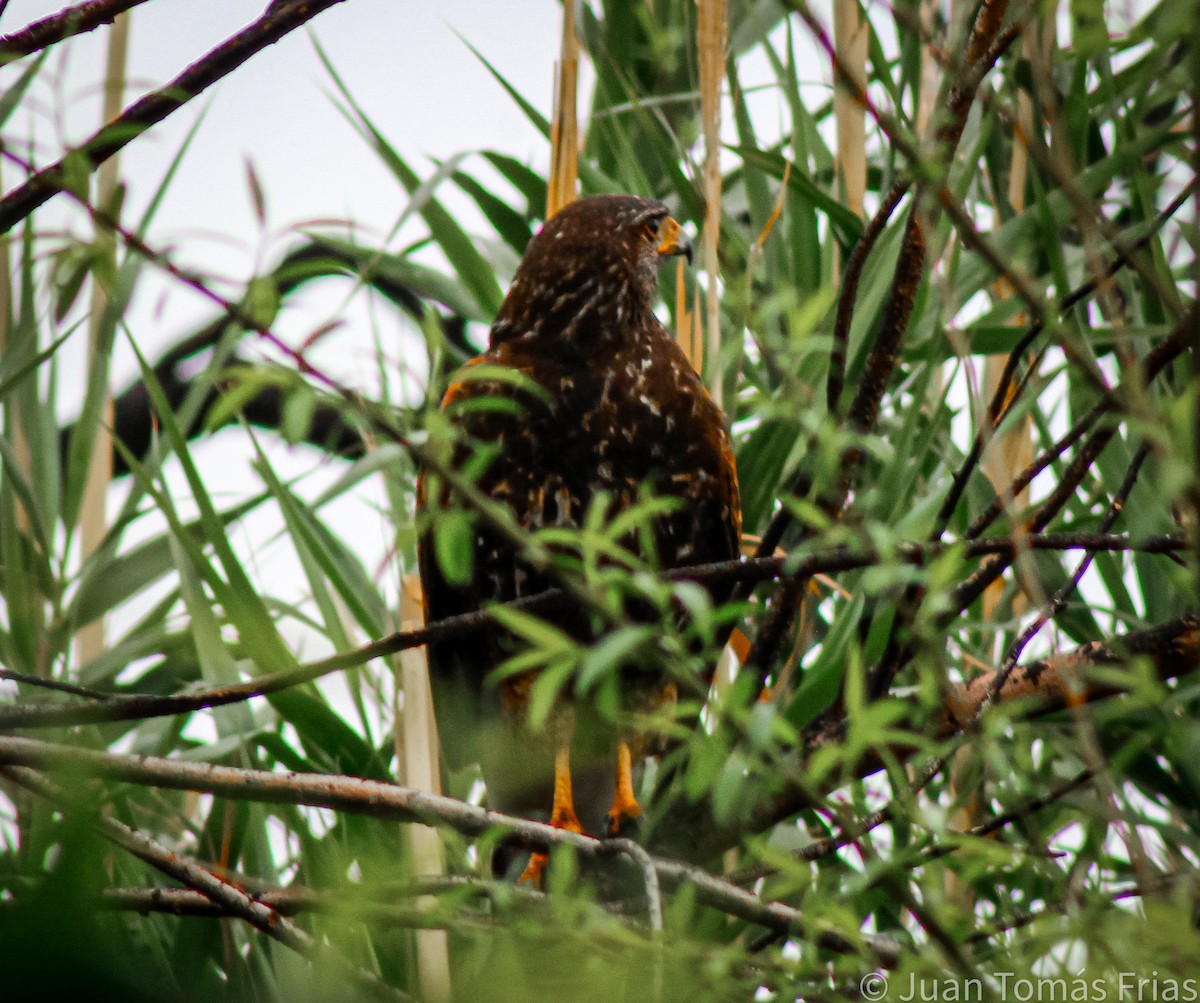 Harris's Hawk - ML609302232