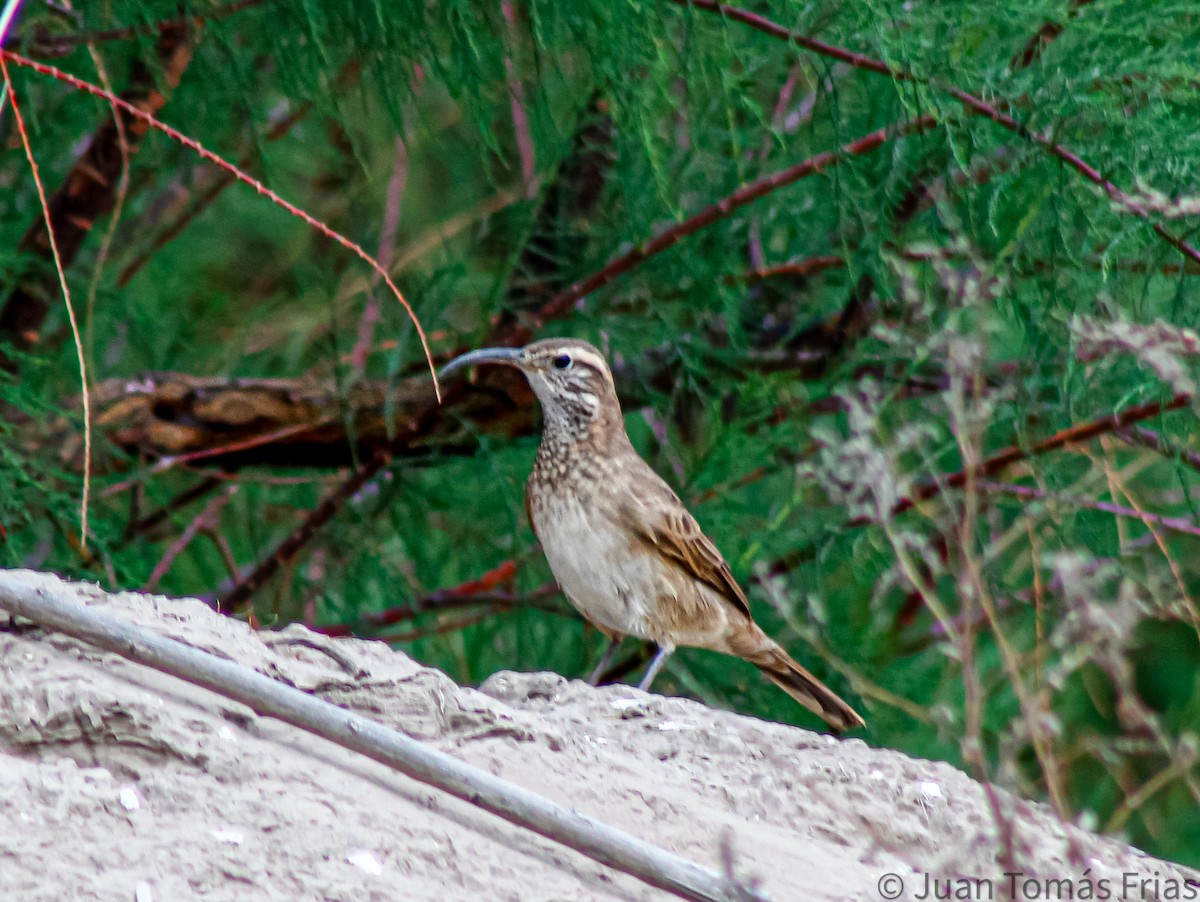 Scale-throated Earthcreeper - ML609302260