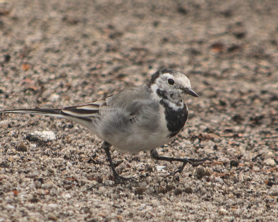 White Wagtail - ML609302307