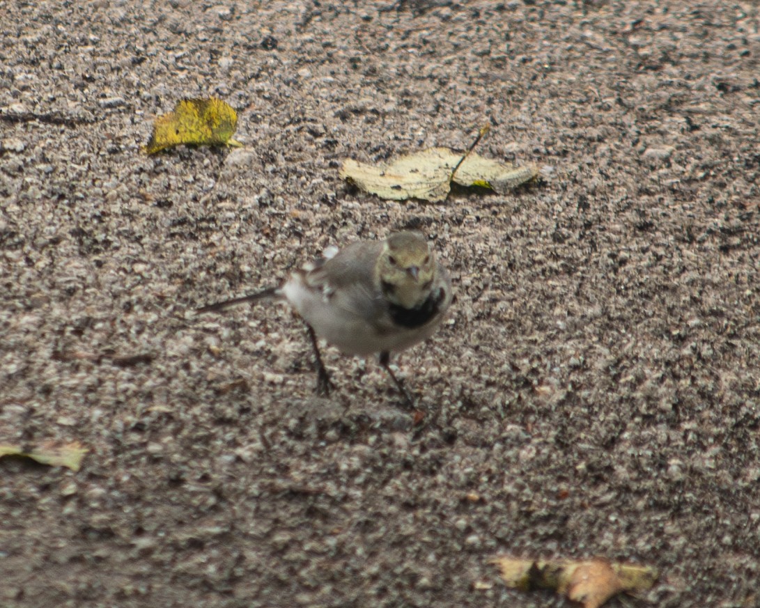 White Wagtail - ML609302309