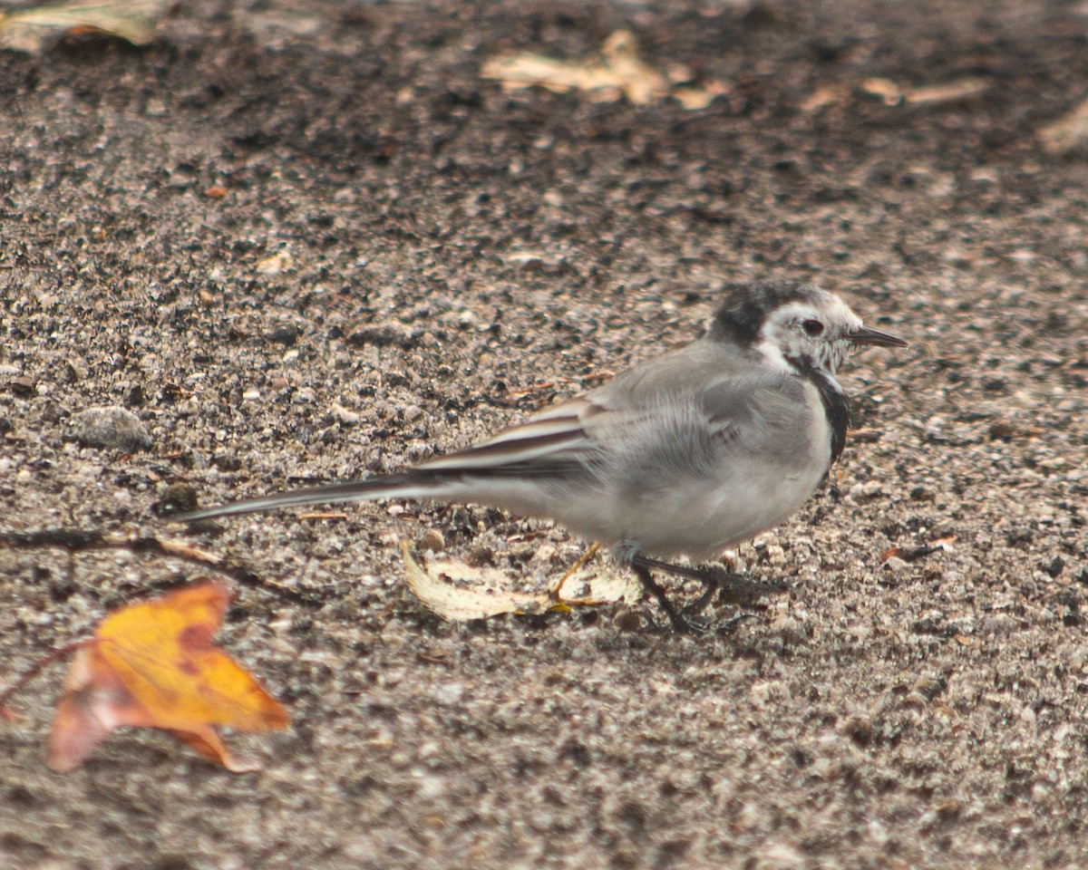 White Wagtail - ML609302310