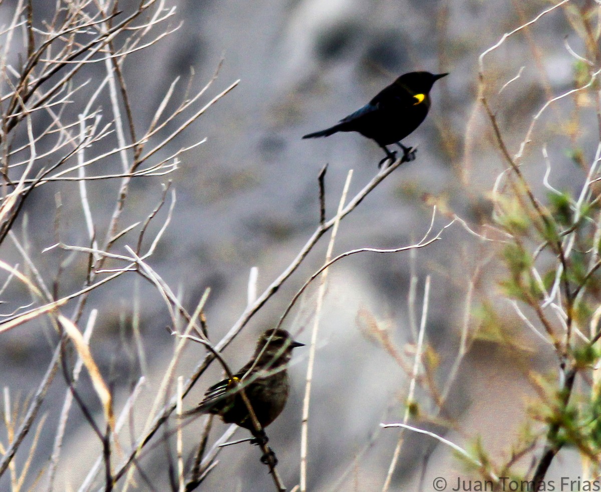Yellow-winged Blackbird - ML609302321