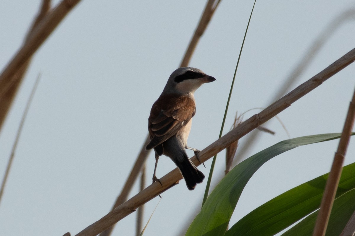 Red-backed Shrike - Shane Sherwood