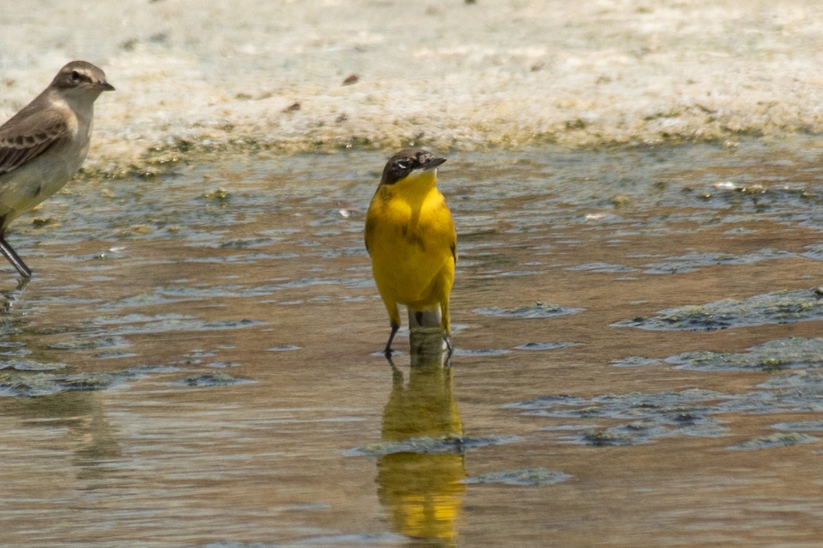 Western Yellow Wagtail - Shane Sherwood