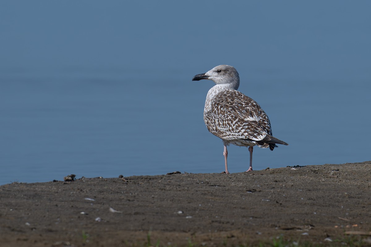 Great Black-backed Gull - ML609302551