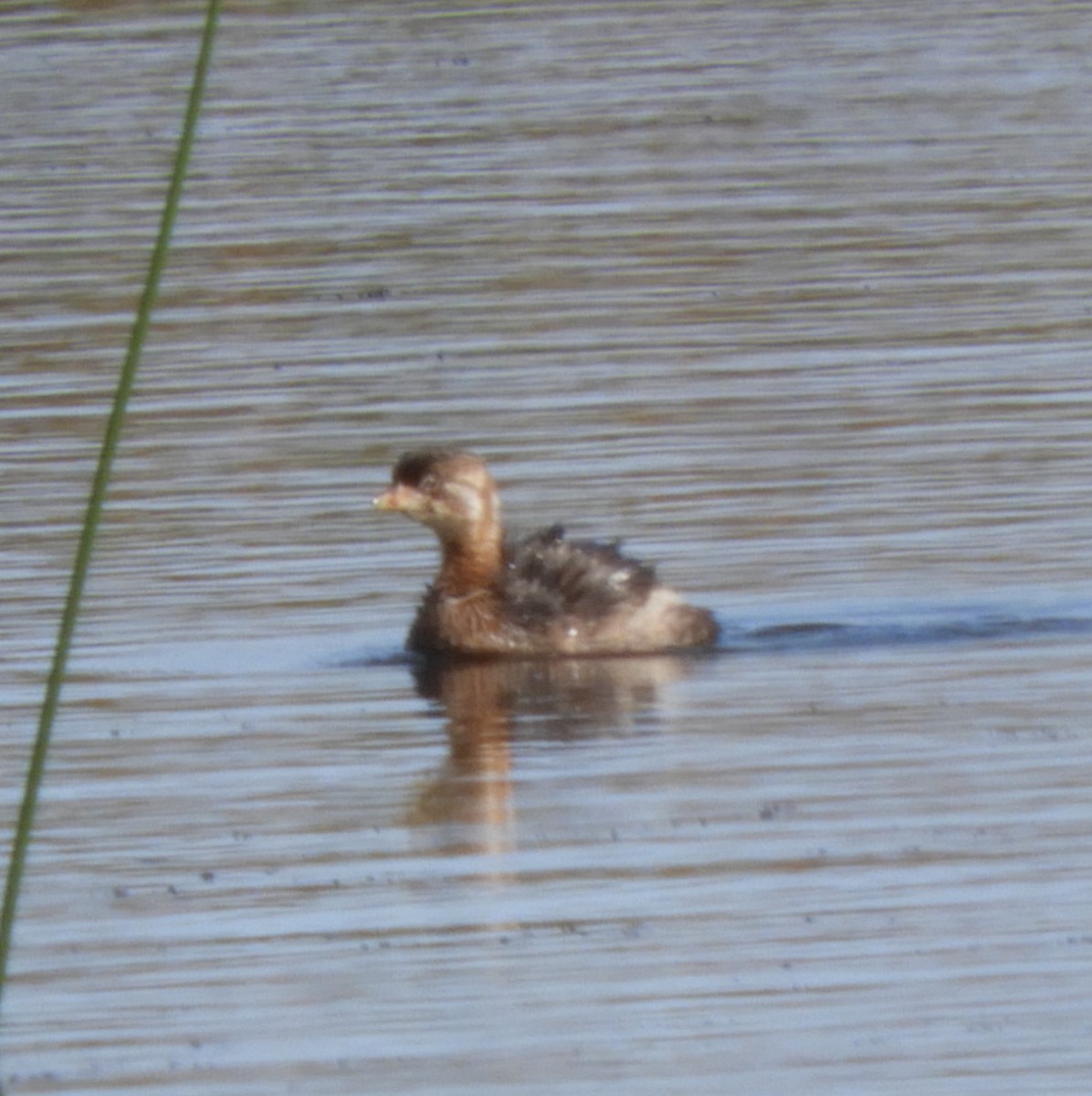 Pied-billed Grebe - ML609302622