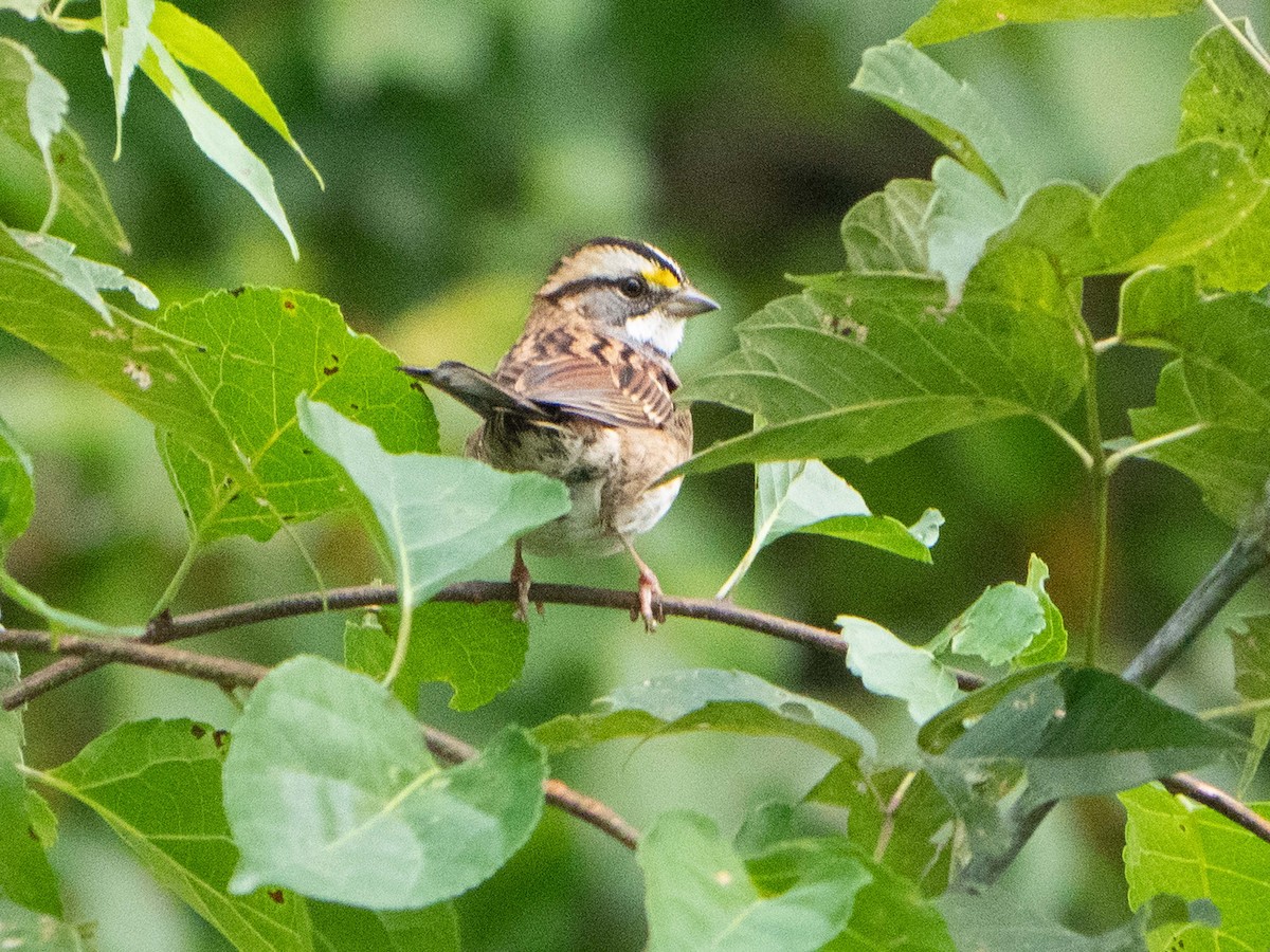 White-throated Sparrow - ML609302665