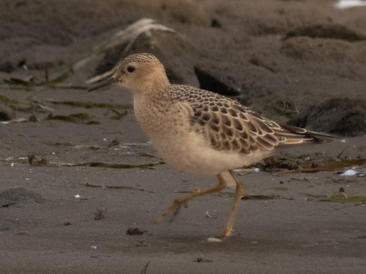 Buff-breasted Sandpiper - ML609302685