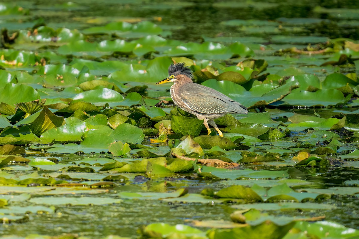 Green Heron - ML609302744