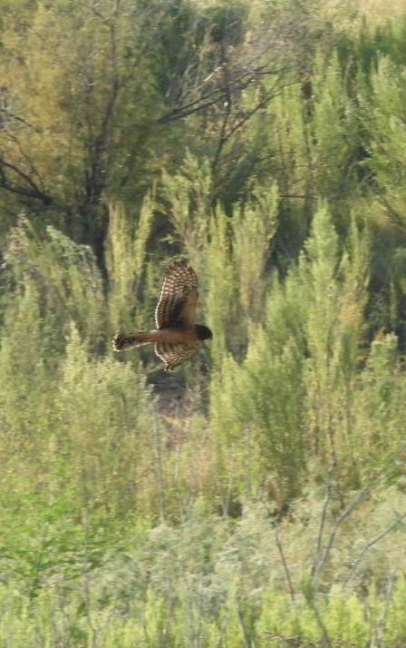 Northern Harrier - Christopher Daniels