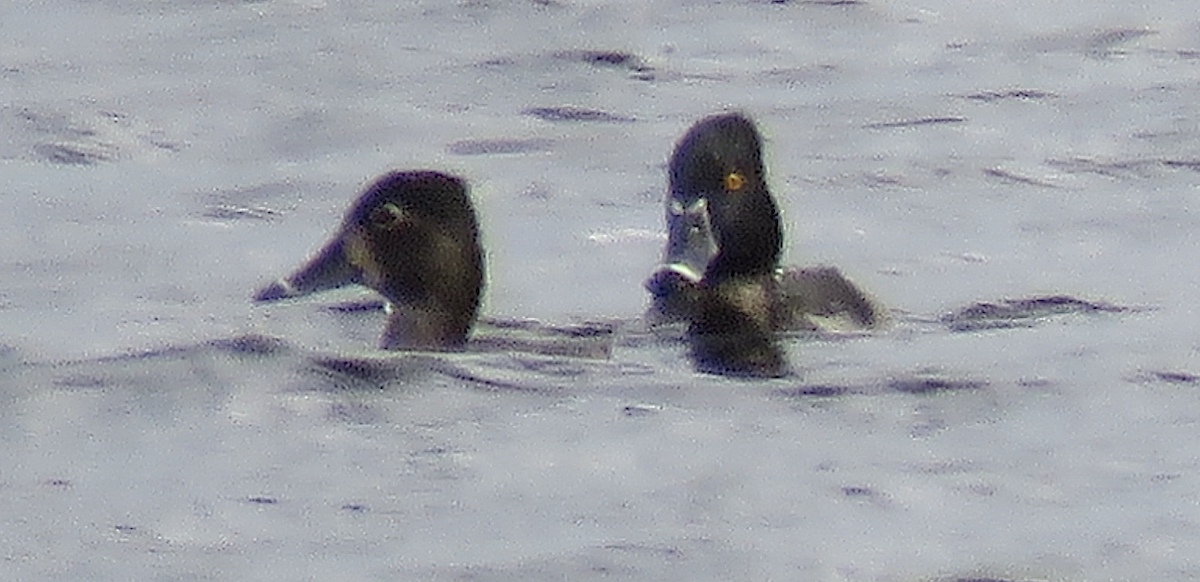 Ring-necked Duck - James Frank