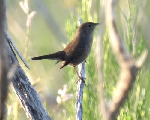 House Wren - Christopher Daniels