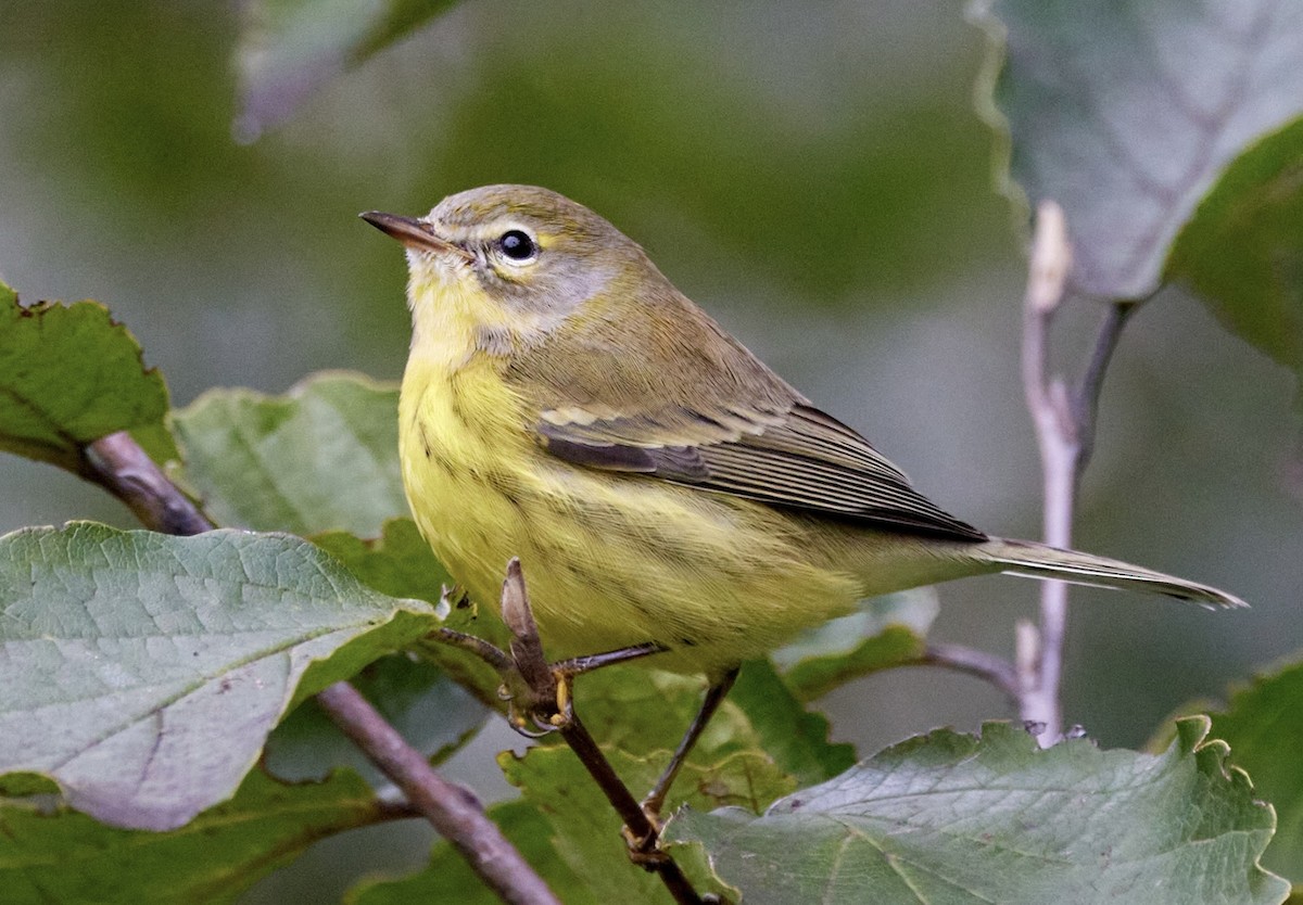 Prairie Warbler - terry VP