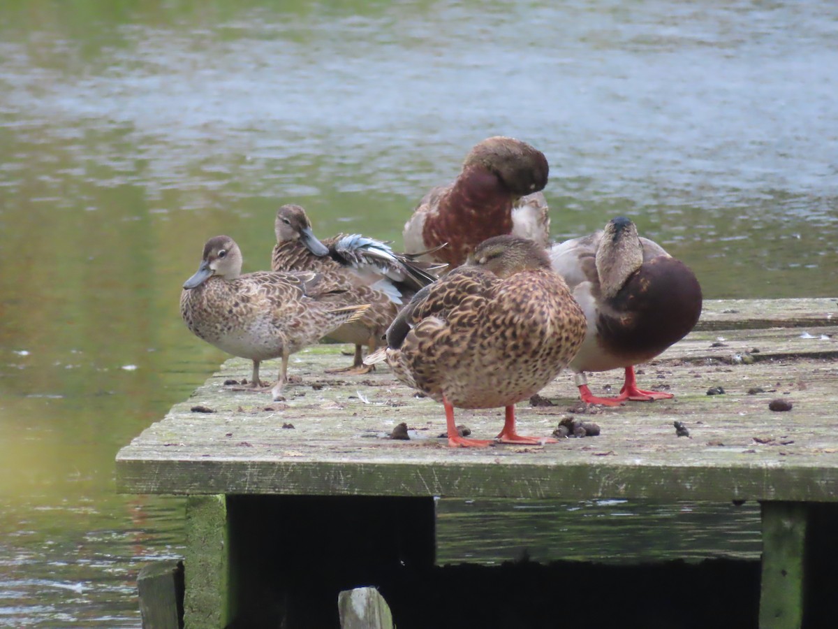 Blue-winged Teal - ML609302866