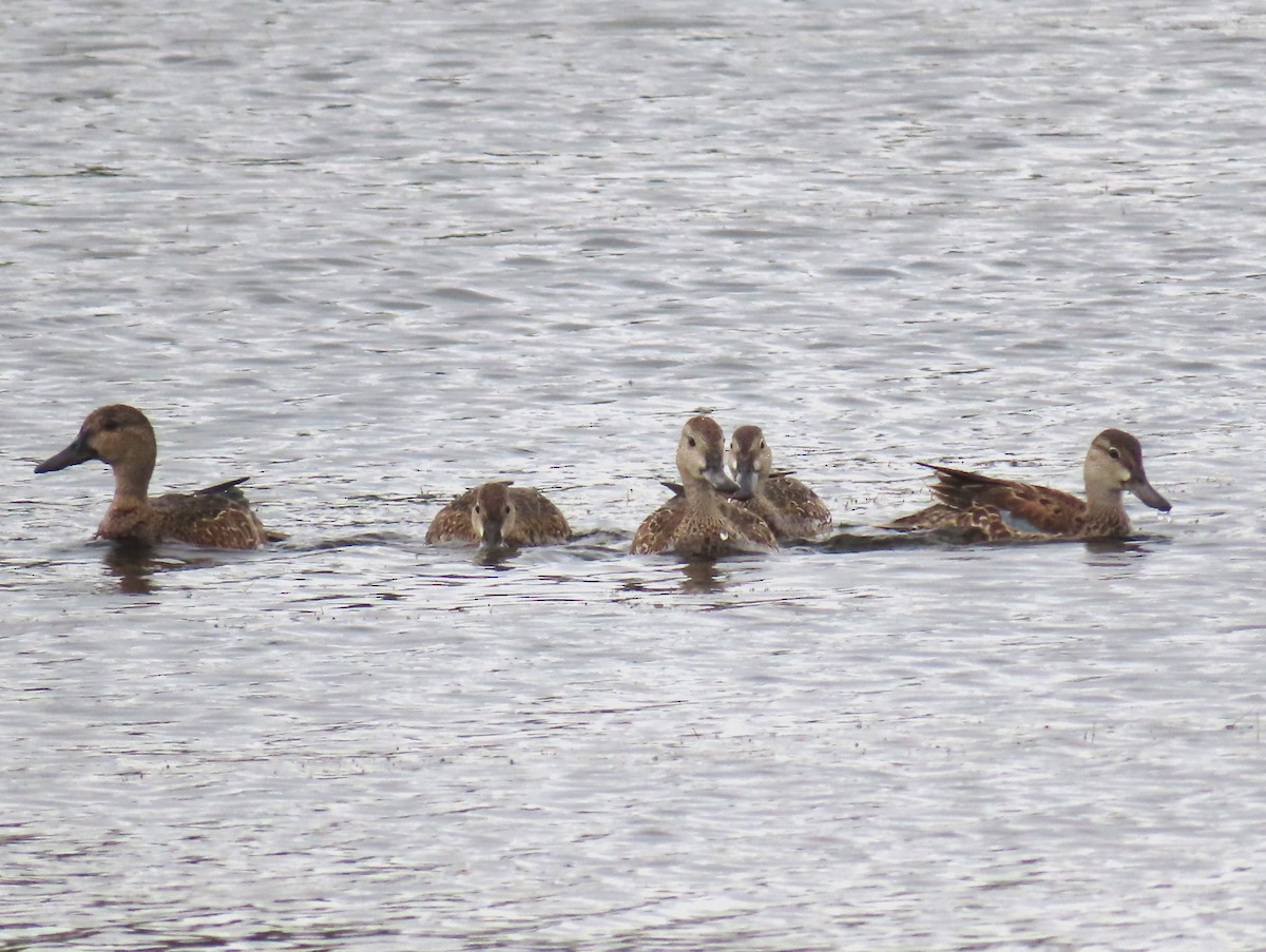 Blue-winged Teal - ML609302881