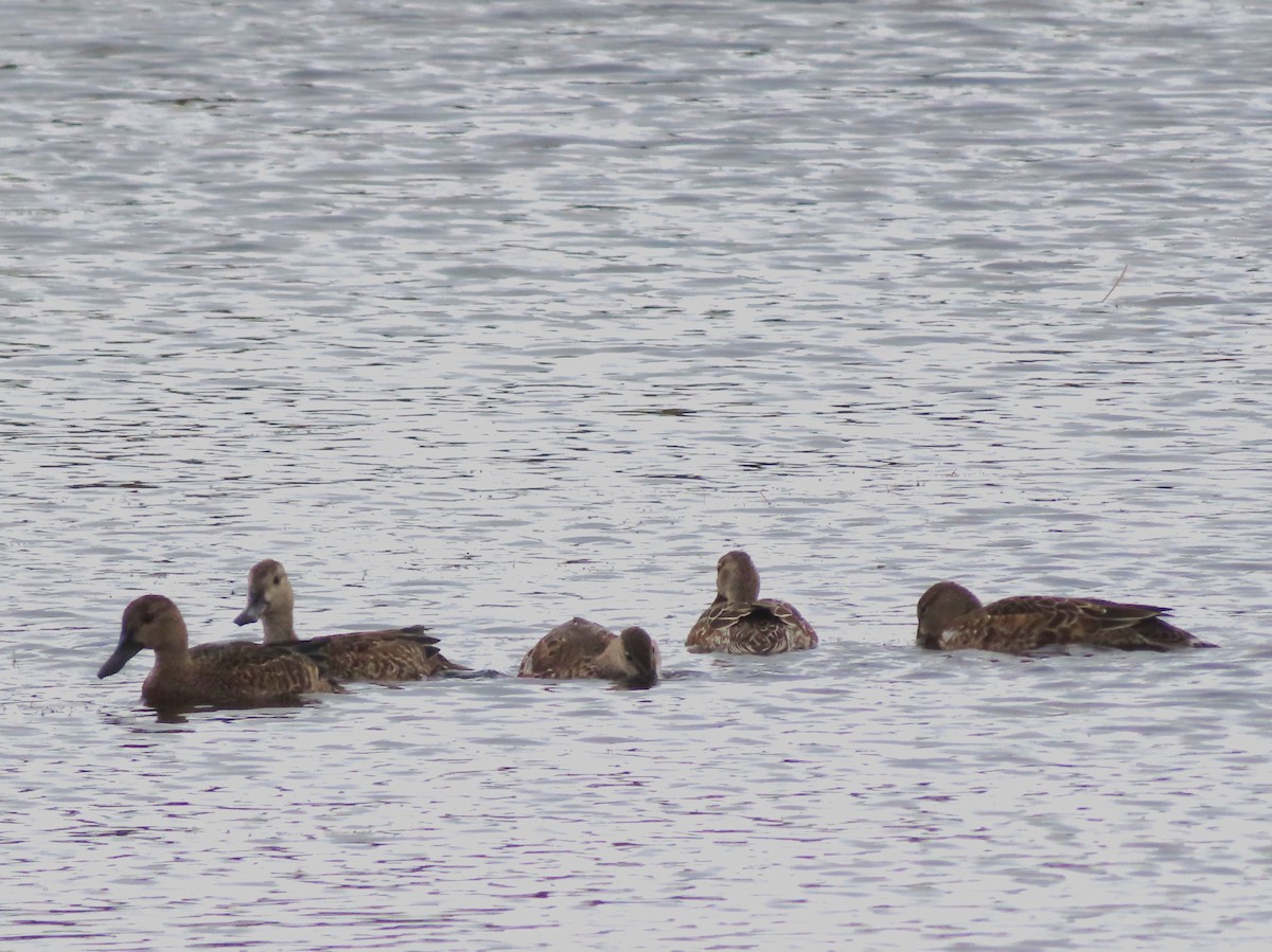 Blue-winged Teal - Ursula  Mitra