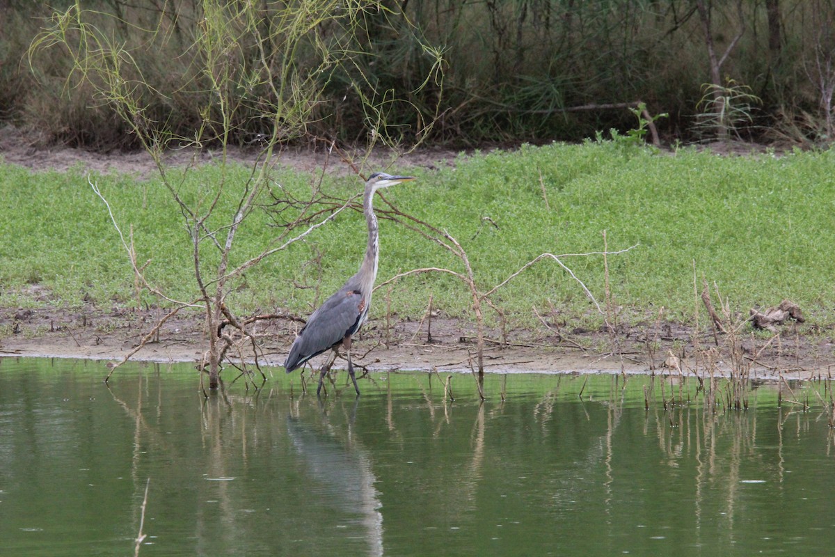 Great Blue Heron - ML609302944