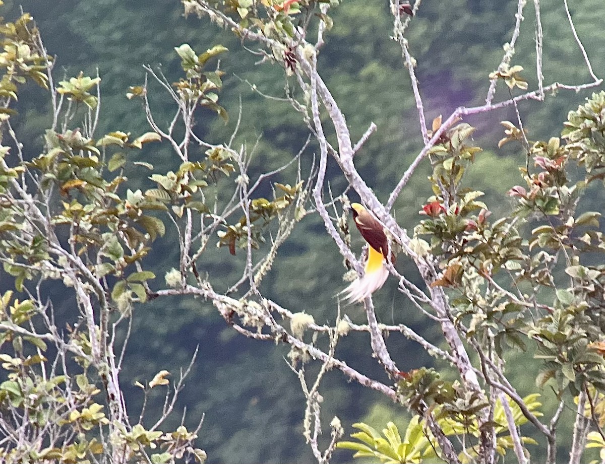 Lesser Bird-of-Paradise - ML609303136