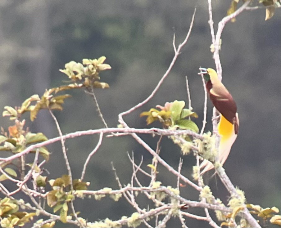 Lesser Bird-of-Paradise - ML609303137