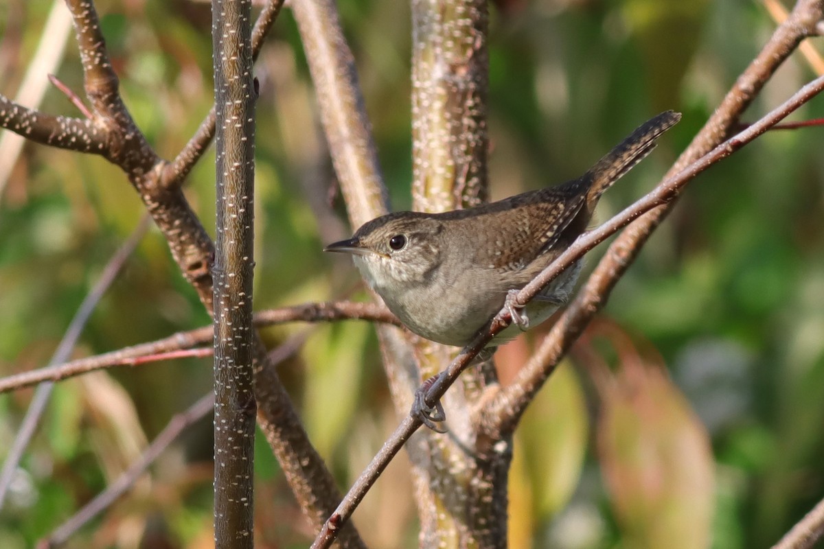 House Wren - ML609303142