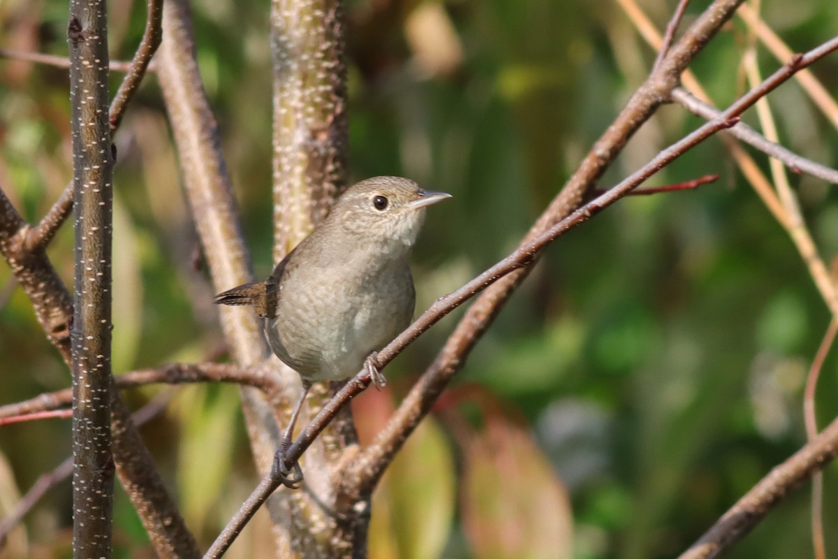 House Wren - ML609303143