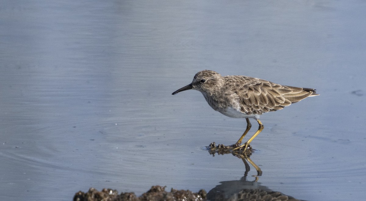 Least Sandpiper - ML609303172