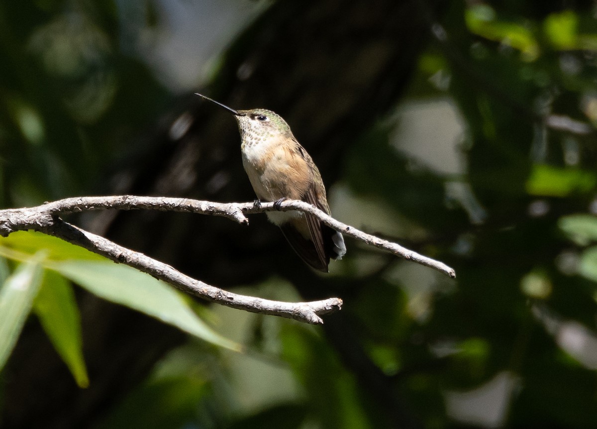Calliope Hummingbird - ML609303175