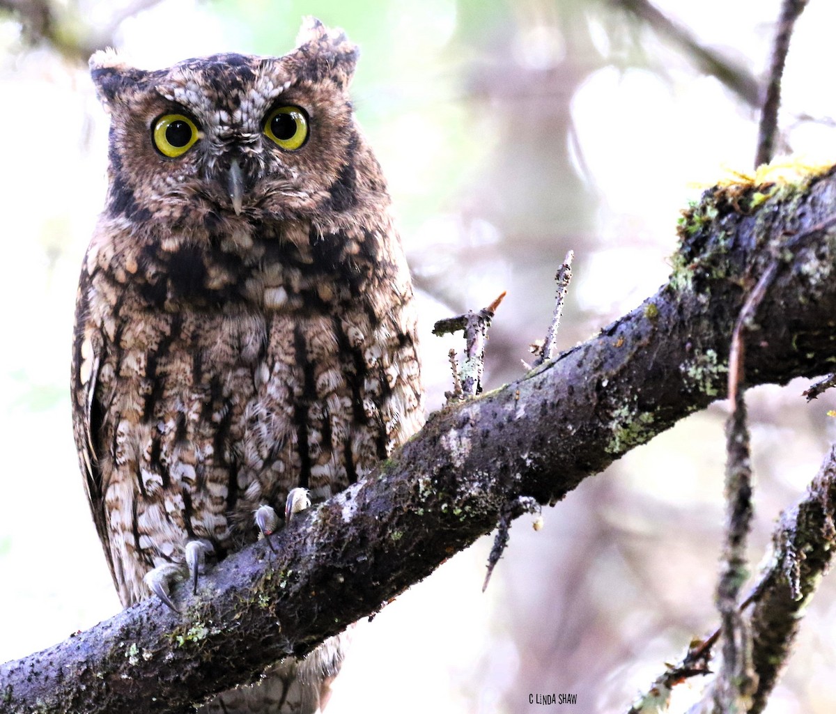 Western Screech-Owl - Alaska Historical Records